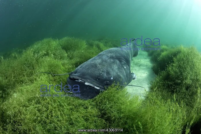 : Wels catfish, Silurus glanis, also called sheatfish : Wels catfish, Silurus glanis, also called sheatfish