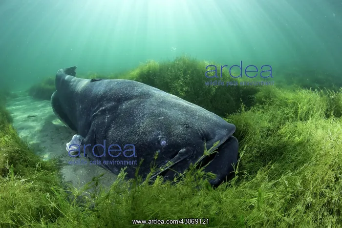 : Wels catfish, Silurus glanis, also called sheatfish : Wels catfish, Silurus glanis, also called sheatfish