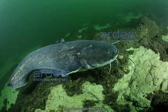 : Wels catfish, Silurus glanis, also called sheatfish : Wels catfish, Silurus glanis, also called sheatfish