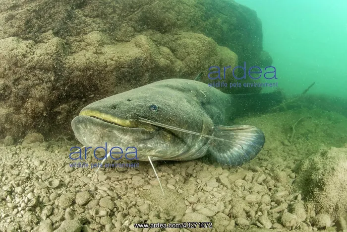 : Wels catfish (Silurus glanis), in the Lez river : Wels catfish (Silurus glanis), in the Lez river