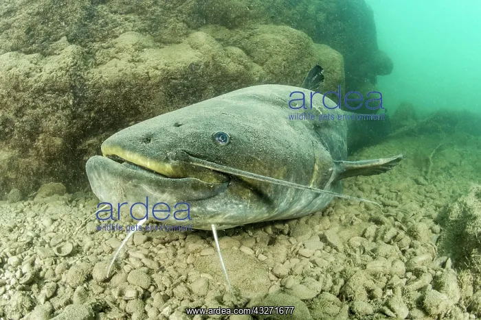 : Wels catfish (Silurus glanis), in the Lez river : Wels catfish (Silurus glanis), in the Lez river