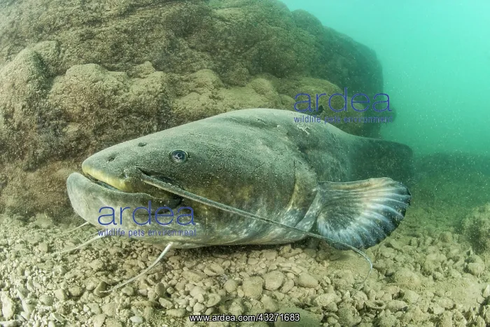 : Wels catfish (Silurus glanis), in the Lez river : Wels catfish (Silurus glanis), in the Lez river