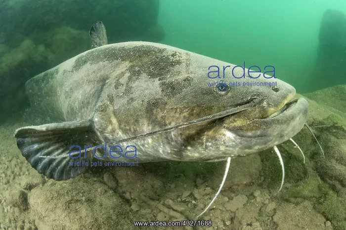 : Wels catfish (Silurus glanis), in the Lez river : Wels catfish (Silurus glanis), in the Lez river