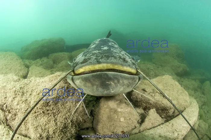: Wels catfish (Silurus glanis), in the Lez river : Wels catfish (Silurus glanis), in the Lez river