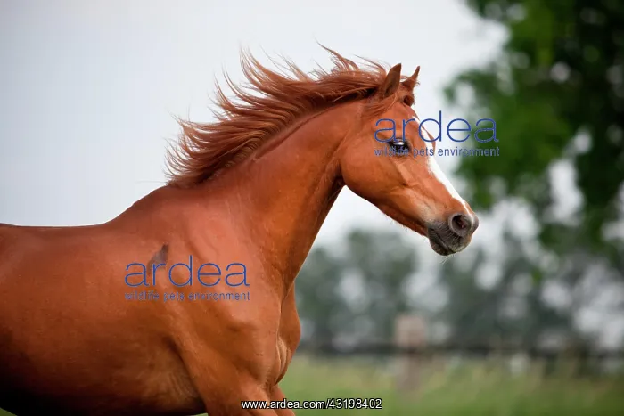 : Welsh B Pony gelding, sorrel with a blaze, running : Welsh B Pony gelding, sorrel with a blaze, running