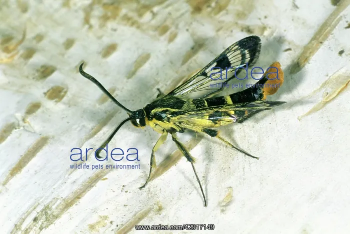: Welsh Clearwing - resting on birch stem : Welsh Clearwing - resting on birch stem