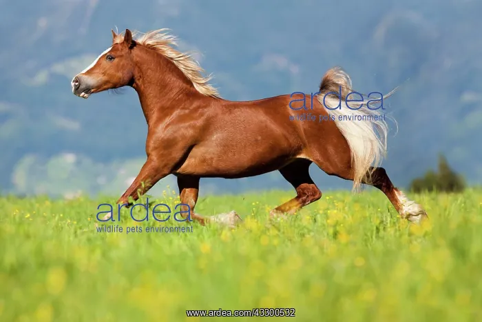 : Welsh Cob mare, Sorrel, trotting through a flower : Welsh Cob mare, Sorrel, trotting through a flower