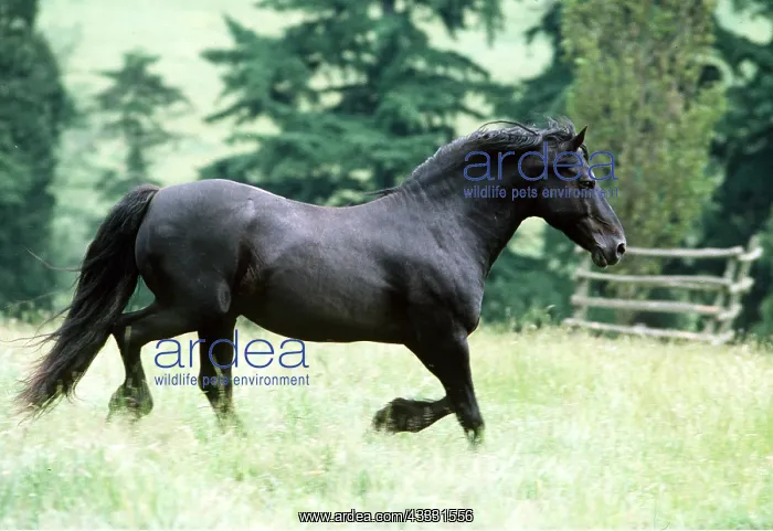  : Welsh Cob Pony - running though field