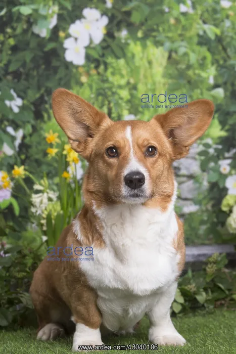 : Welsh Corgi dog outdoors in the garden : Welsh Corgi dog outdoors in the garden