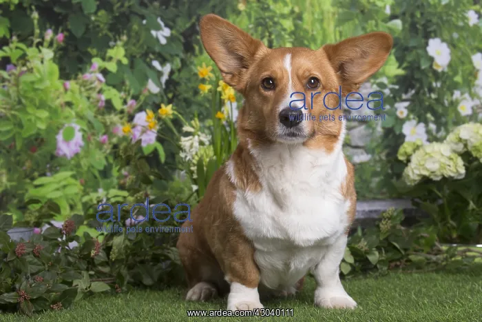 : Welsh Corgi dog outdoors in the garden : Welsh Corgi dog outdoors in the garden
