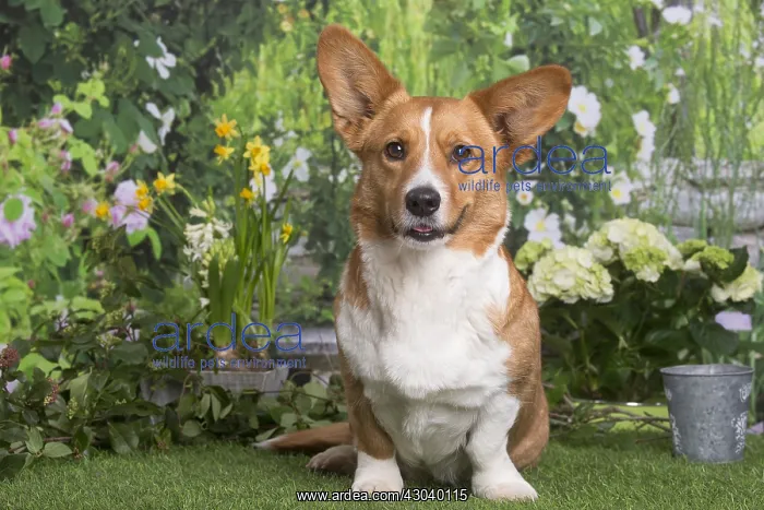: Welsh Corgi dog outdoors in the garden : Welsh Corgi dog outdoors in the garden