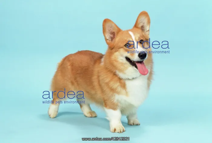  : Welsh Corgi Dog - (Pembroke)