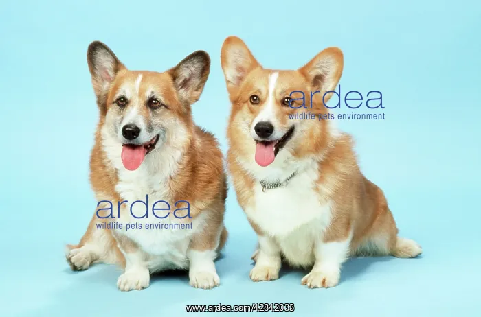  : Welsh Corgi Dog - (Pembroke)