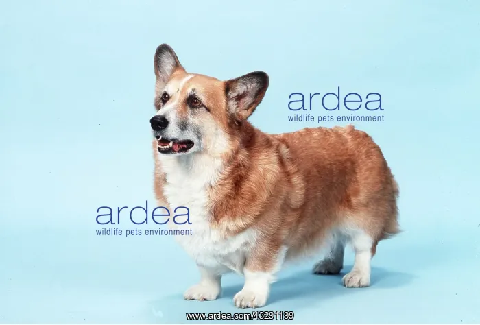 : WELSH CORGI DOG (Pembroke) : WELSH CORGI DOG (Pembroke)