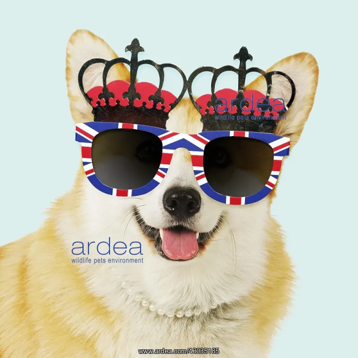 : Welsh corgi Dog wearing crown glasses and pearls : Welsh corgi Dog wearing crown glasses and pearls