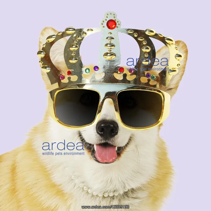 : Welsh corgi Dog wearing crown glasses and pearls : Welsh corgi Dog wearing crown glasses and pearls