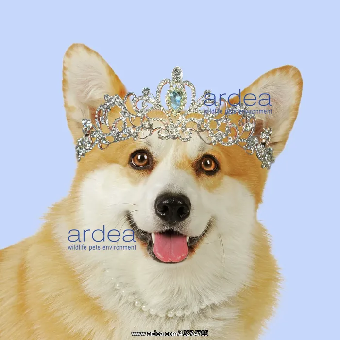: Welsh corgi Dog wearing crown glasses and pearls : Welsh corgi Dog wearing crown glasses and pearls