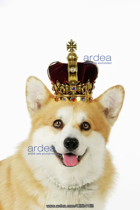  : Welsh corgi Dog - wearing crown and pearls