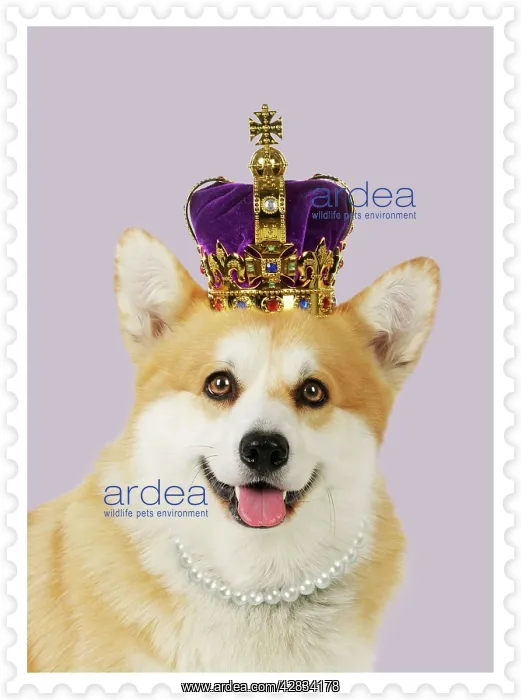 : Welsh corgi Dog - wearing crown and pearls - on : Welsh corgi Dog - wearing crown and pearls - on