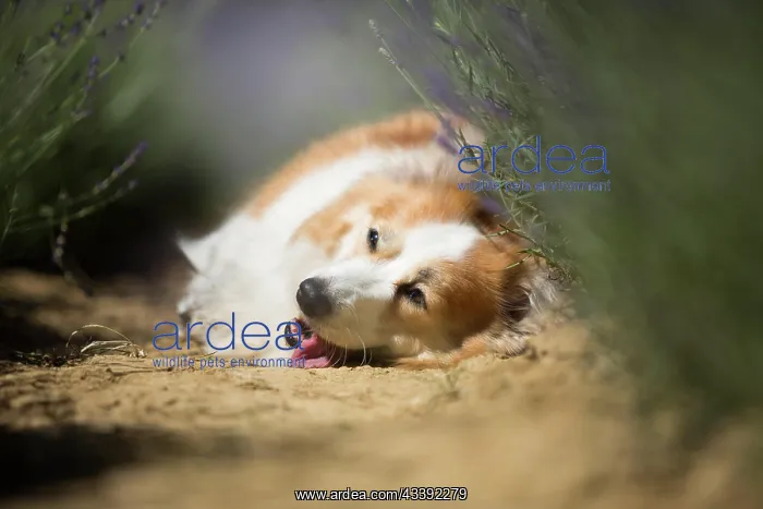 : Welsh Corgi Pembroke dog beautifully posing on a : Welsh Corgi Pembroke dog beautifully posing on a