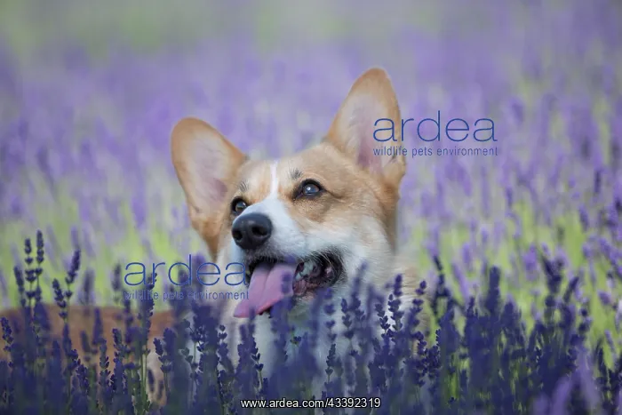 : Welsh Corgi Pembroke dog beautifully posing on a : Welsh Corgi Pembroke dog beautifully posing on a