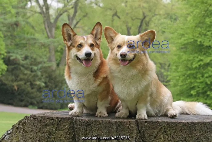  : Two Welsh Corgi Pembrokes sitting next to each other