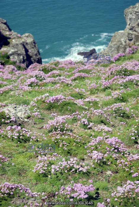 : Welsh countryside with wildflowers on coast : Welsh countryside with wildflowers on coast
