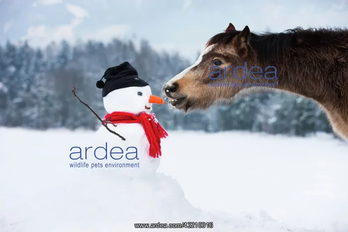 : Welsh Mountain Pony eating carrot nose of a snowman : Welsh Mountain Pony eating carrot nose of a snowman