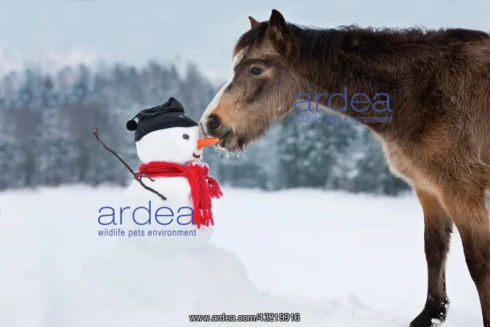 : Welsh Mountain Pony eating carrot nose of a snowman : Welsh Mountain Pony eating carrot nose of a snowman
