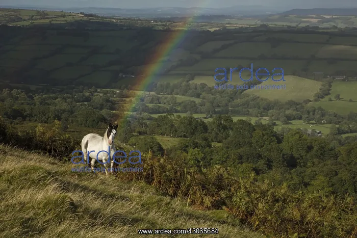 : Welsh mountain pony, Herefordshire, England : Welsh mountain pony, Herefordshire, England