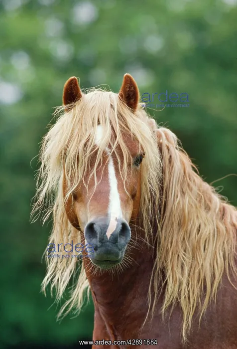  : Welsh Mountain Pony - Stallion - Head