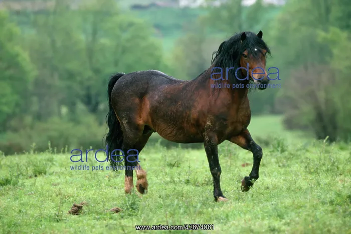  : Welsh Moutain Pony - type A Stallion