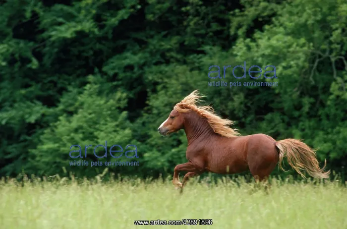 : Welsh Moutain Pony - type A Stallion