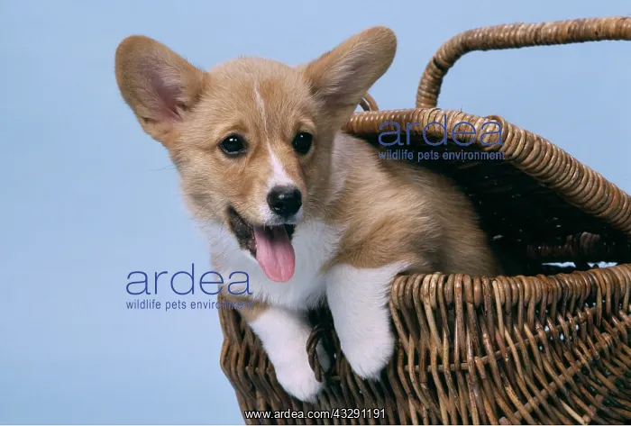 : Welsh Pembroke Corgi DOG - in basket : Welsh Pembroke Corgi DOG - in basket