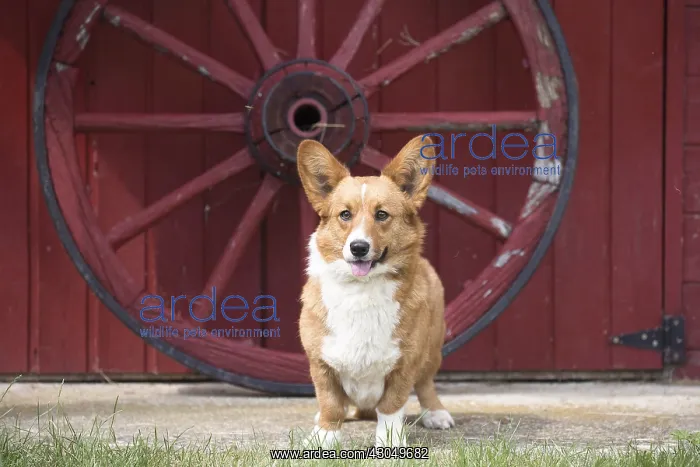  : Welsh Pembroke corgi dog outdoors