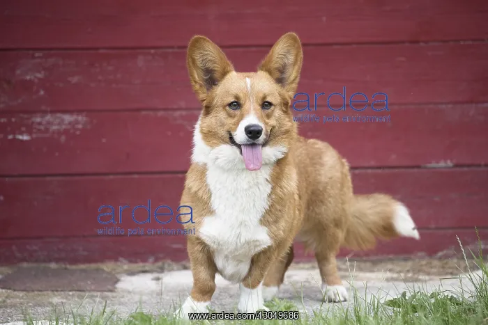 : Welsh Pembroke corgi dog outdoors : Welsh Pembroke corgi dog outdoors