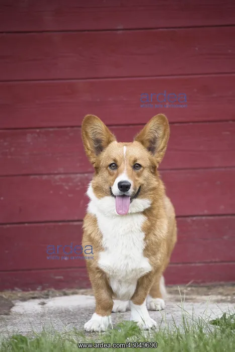  : Welsh Pembroke corgi dog outdoors
