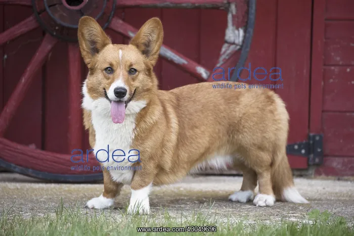  : Welsh Pembroke corgi dog outdoors