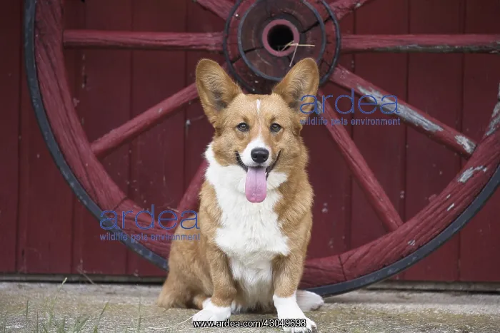  : Welsh Pembroke corgi dog outdoors