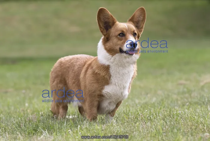 : Welsh Pembroke corgi dog outdoors : Welsh Pembroke corgi dog outdoors