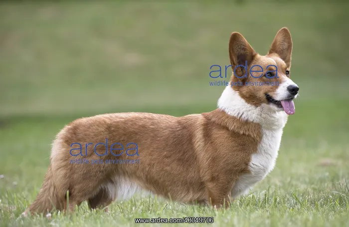 : Welsh Pembroke corgi dog outdoors : Welsh Pembroke corgi dog outdoors