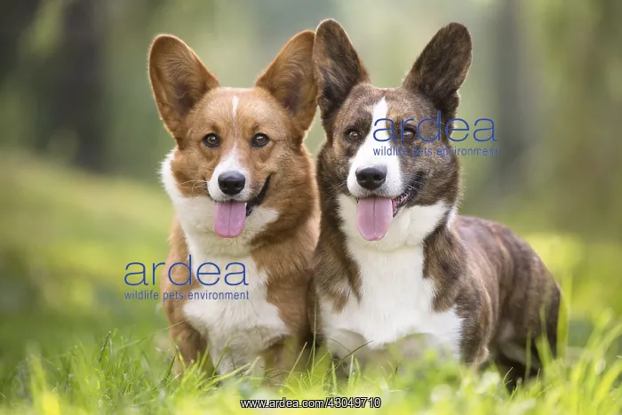  : Welsh Pembroke corgi dog outdoors