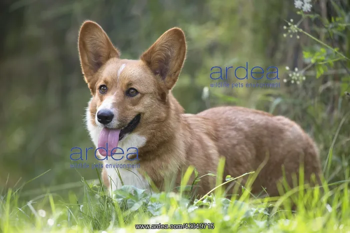 : Welsh Pembroke corgi dog outdoors : Welsh Pembroke corgi dog outdoors