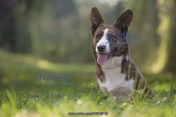 : Welsh Pembroke corgi dog outdoors : Welsh Pembroke corgi dog outdoors