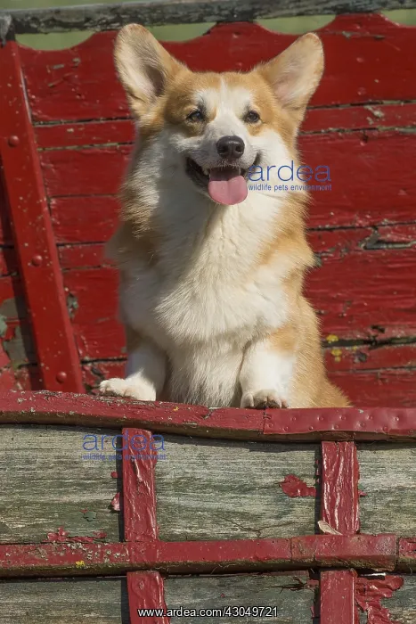 : Welsh Pembroke corgi dog outdoors : Welsh Pembroke corgi dog outdoors