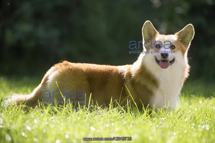 : Welsh Pembroke corgi dog outdoors : Welsh Pembroke corgi dog outdoors