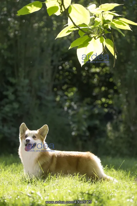 : Welsh Pembroke corgi dog outdoors : Welsh Pembroke corgi dog outdoors