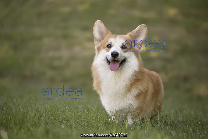  : Welsh Pembroke corgi dog outdoors