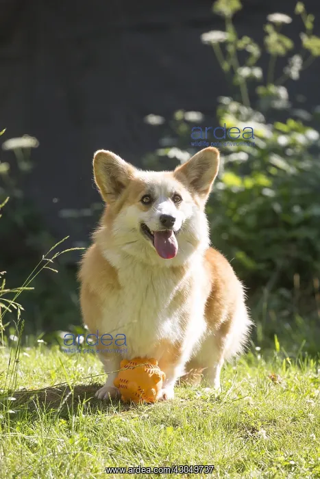 : Welsh Pembroke corgi dog outdoors : Welsh Pembroke corgi dog outdoors