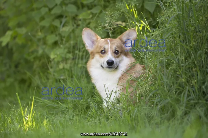 : Welsh Pembroke corgi dog outdoors : Welsh Pembroke corgi dog outdoors